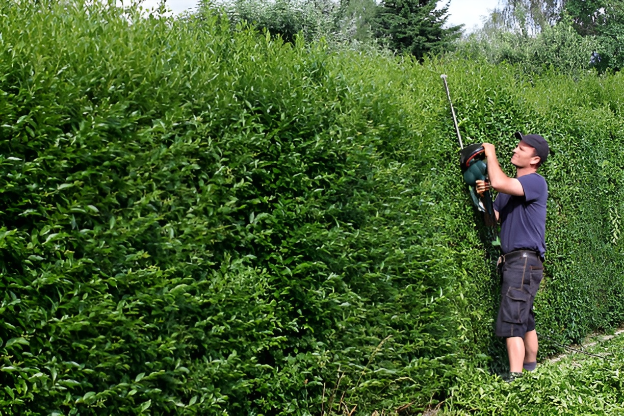 Hækkeklippning og Haveopgaver